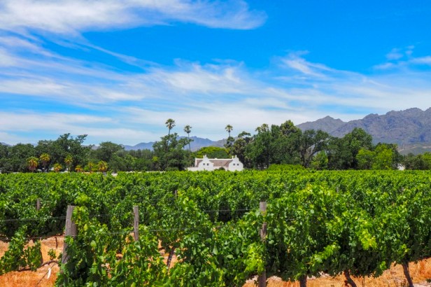 vineyards and mountains in the Western Cape Winelands