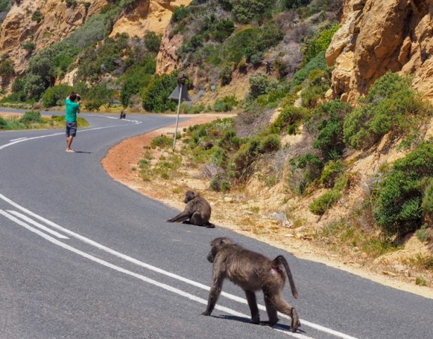 baboons walking on the street towards Cape Peninsular