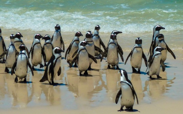 Penguins at Boulder Beach South Africa