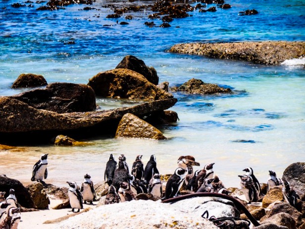 Penguins at Boulders Beach South Africa