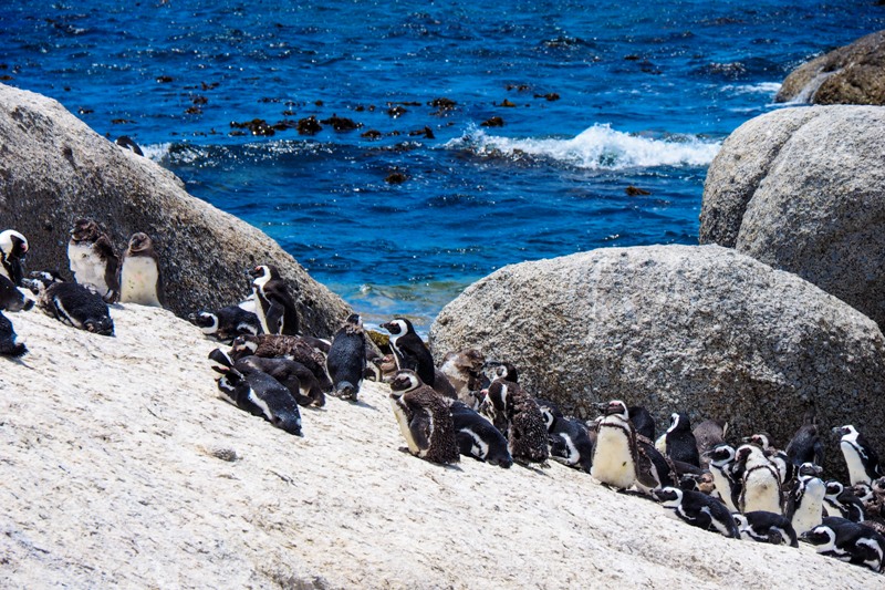 Penguins at Boulders Beach South Africa
