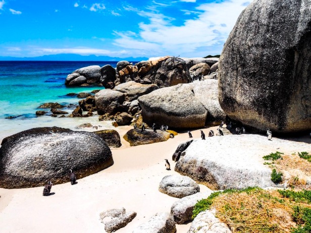 penguins at Boulders Beach South Africa