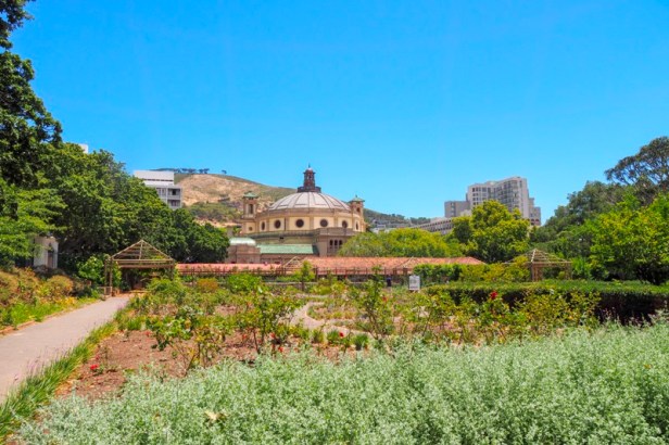 a view at Company garden in Cape Town