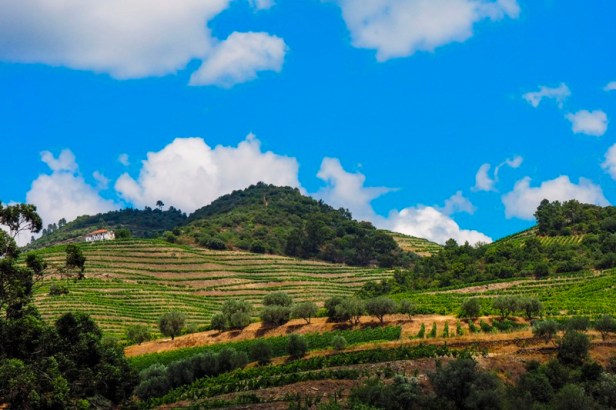 Vineyards and winery in the Douro Valley