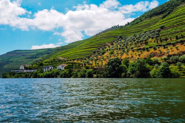 Vineyards and winery in the Douro valley