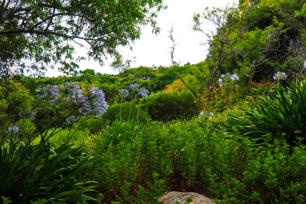 a view at the tree canopy walkway at Kirstenbosch Botanical Gardens