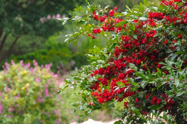plants in Kirstenbosch Botanical Gardens