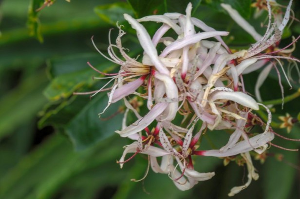 a flower at Kirstenbosch Botanical Gardens