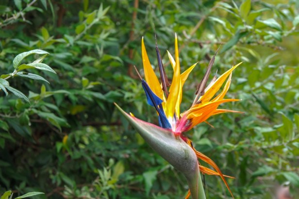 a flower at Kirstenbosch Botanical Gardens