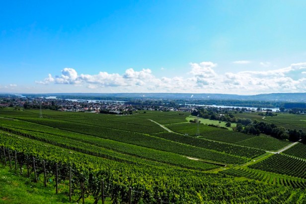 a vineyard in the German Rheingau wine region