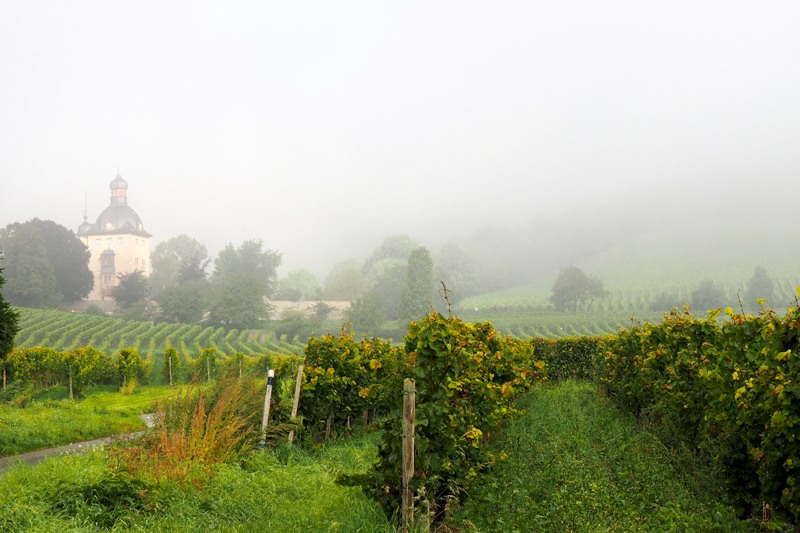 a view of Schloss Vollrads in Rheingau in the morning fog