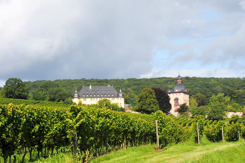 a view at Schloss Vollrads in Rheingau