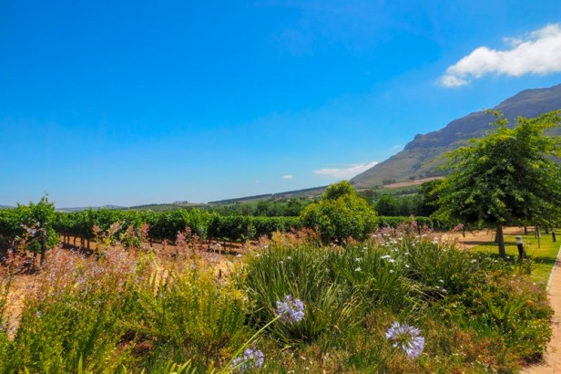 vineyards and mountains in the Western Cape Winelands