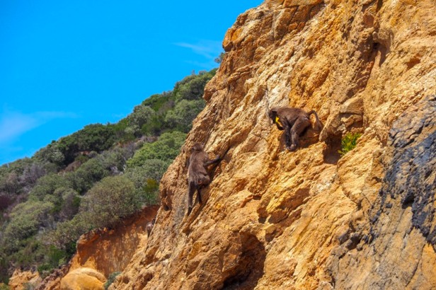 baboons climbing a rock at Cape Peninsular, Cape Town, South Africa