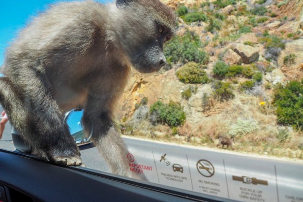 a baboon climbing on a car at Cape Peninsular, Cape Town