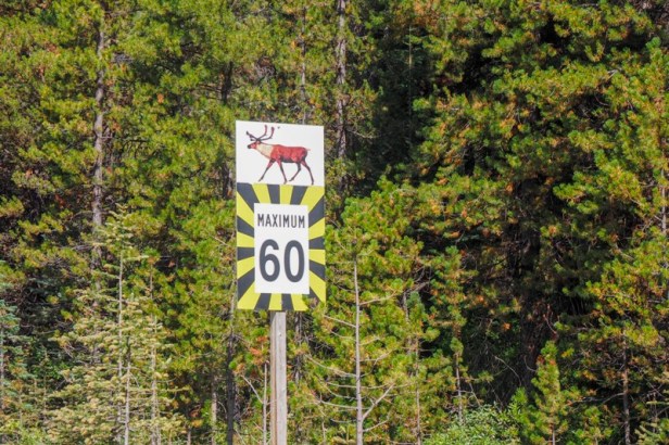 a view along Maligne Road