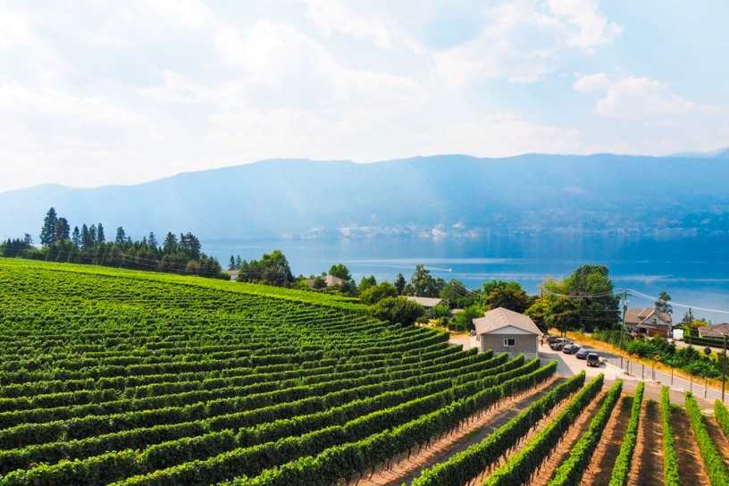 Lake Okanagan with vineyards