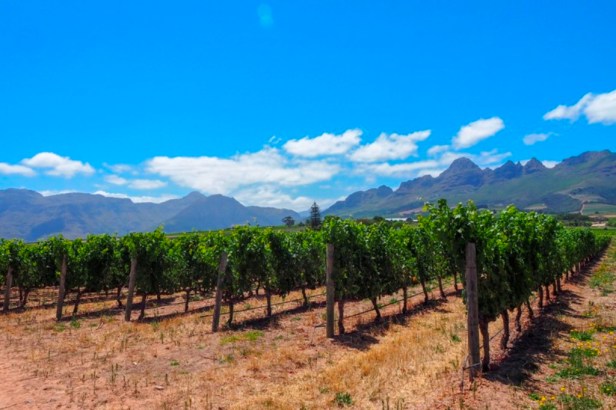 Western Cape Winelands South Africa