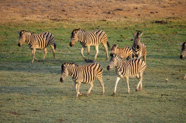 A herd of zebras