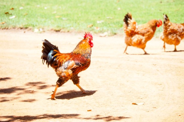 Babylonstoren, Western Cape
