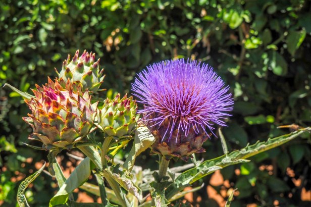 Babylonstoren, Western Cape