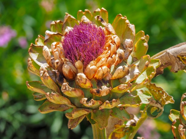 Babylonstoren, Western Cape