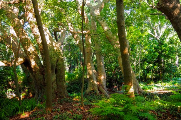 Cellars-Hohenort Hotel, Constantia Valley, Cape Town