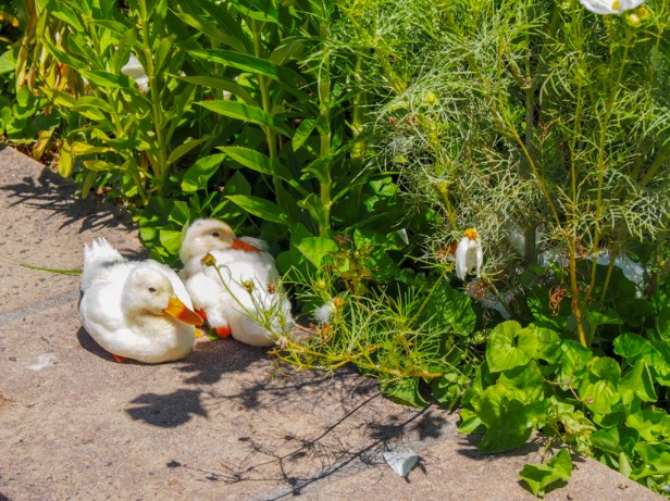 Cellars-Hohenort Hotel, Constantia Valley, Cape Town