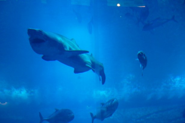Dubai Mall Aquarium