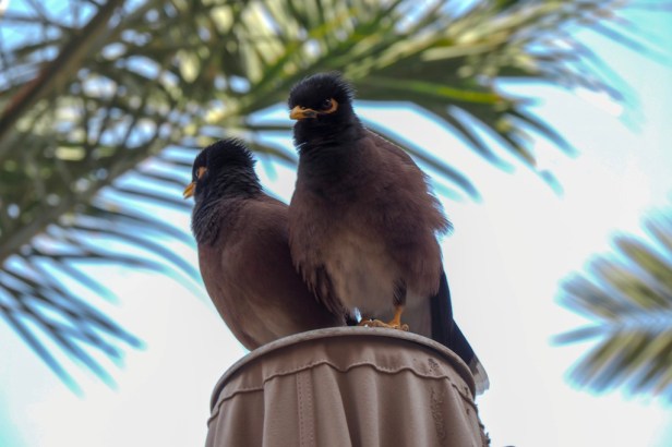 Palace Downtown Dubai