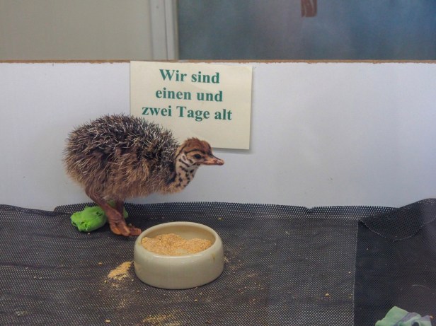 Mhou Ostrich Farm, Rülzheim, Germany