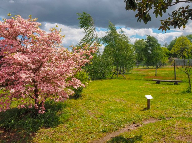 Mhou Ostrich Farm, Rülzheim, Germany