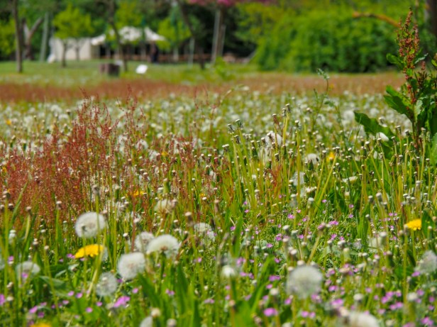 Mhou Ostrich Farm, Rülzheim, Germany