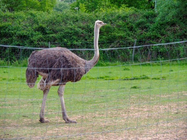 Mhou Ostrich Farm, Rülzheim, Germany