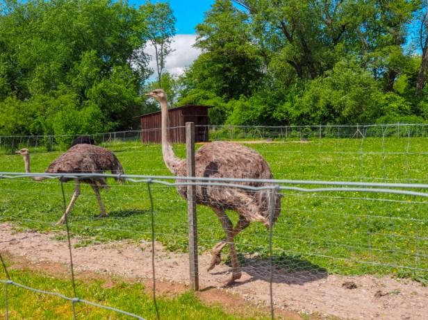 Mhou Ostrich Farm, Rülzheim, Germany
