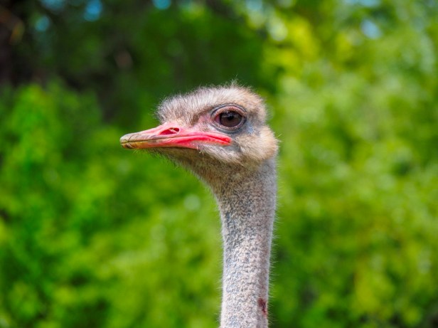Mhou Ostrich Farm, Rülzheim, Germany