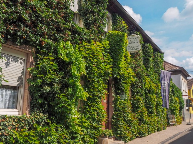 Weingut Arned F. Werner, Ingelheim