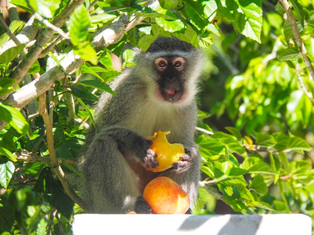 Hunters Country House