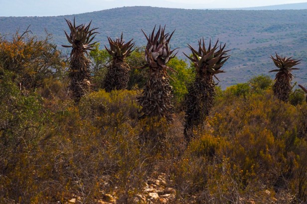 Klein Karoo, South Africa