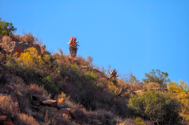 Klein Karoo, South Africa