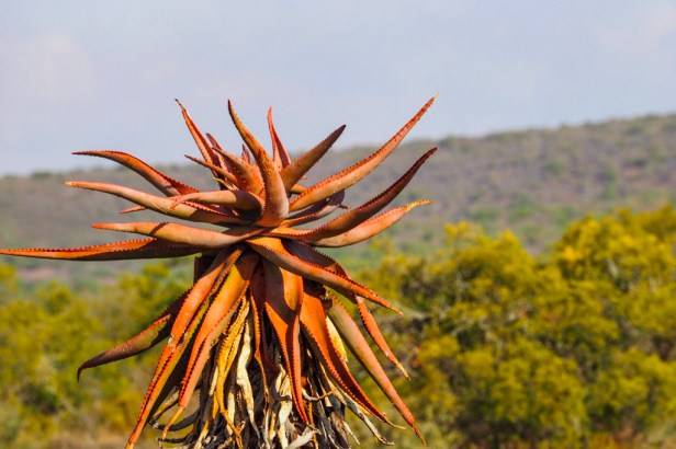 Klein Karoo, South Africa