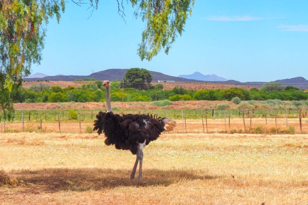 Klein Karoo, South Africa