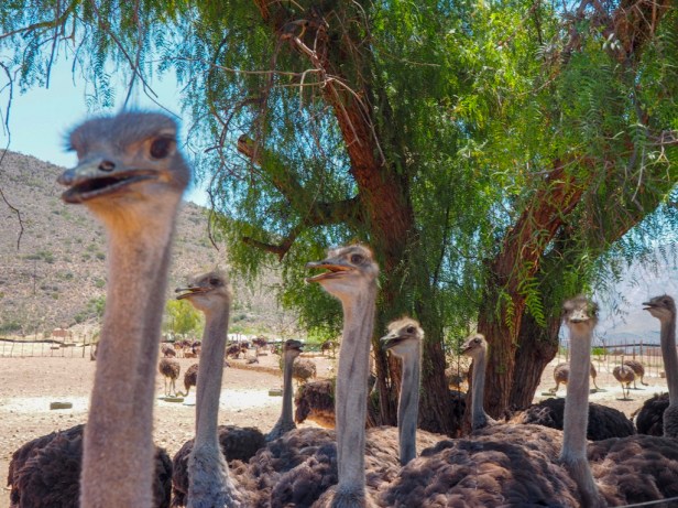 Klein Karoo, South Africa