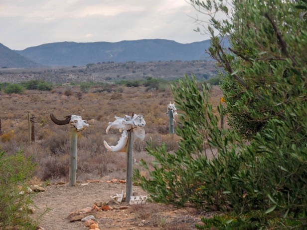 Sanbona Wildlife Resort, Klein Karoo, South Africa