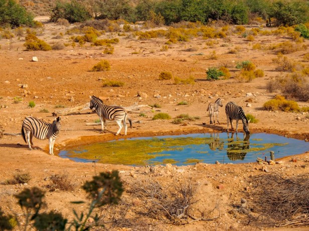 Sanbona Wildlife Resort, Klein Karoo, South Africa