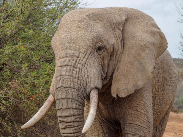 Sanbona Wildlife Resort, Klein Karoo, South Africa