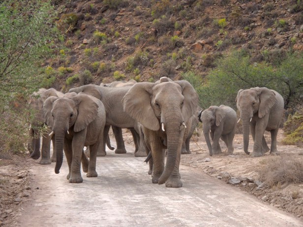 Sanbona Wildlife Resort, Klein Karoo, South Africa