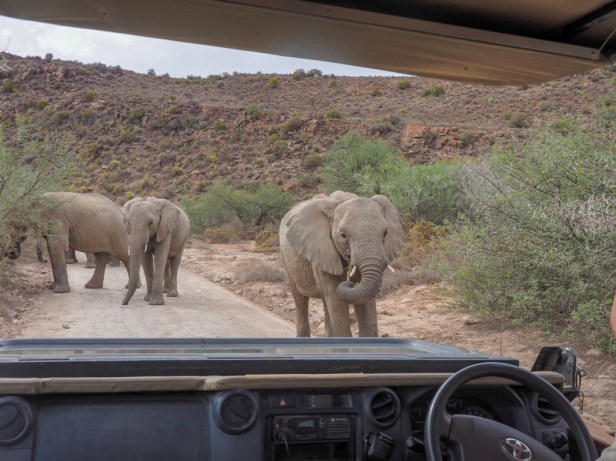 Sanbona Wildlife Resort, Klein Karoo, South Africa