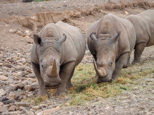 Sanbona Wildlife Resort, Klein Karoo, South Africa