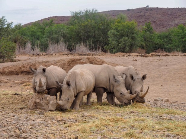 Sanbona Wildlife Resort, Klein Karoo, South Africa